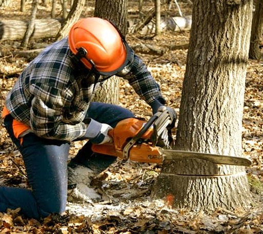 Tree Removal in Harrison, GA